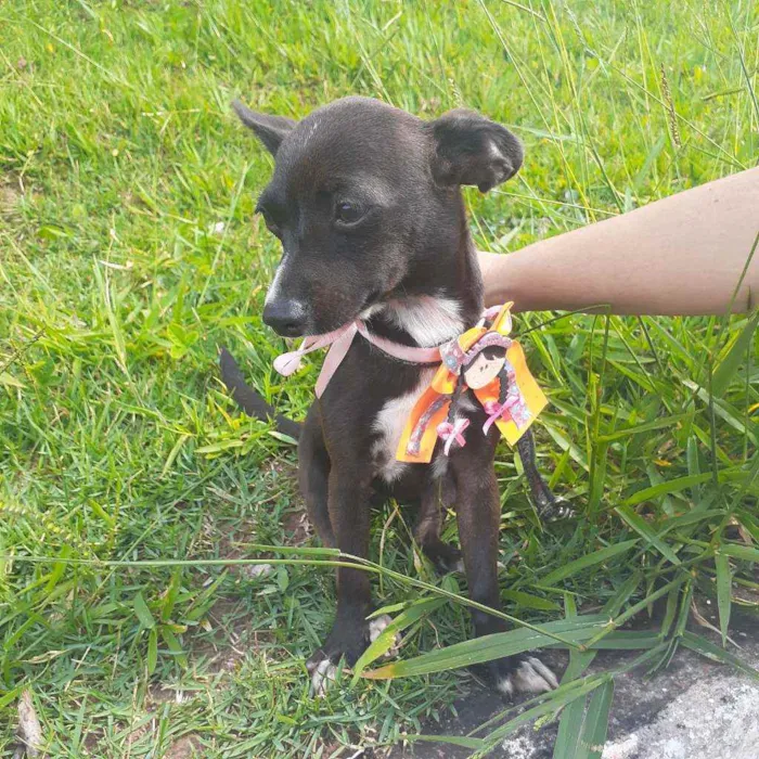 Cachorro ra a Srd idade 1 ano nome Raia