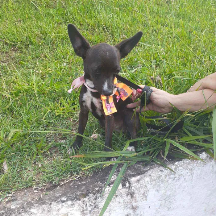 Cachorro ra a Srd idade 1 ano nome Raia