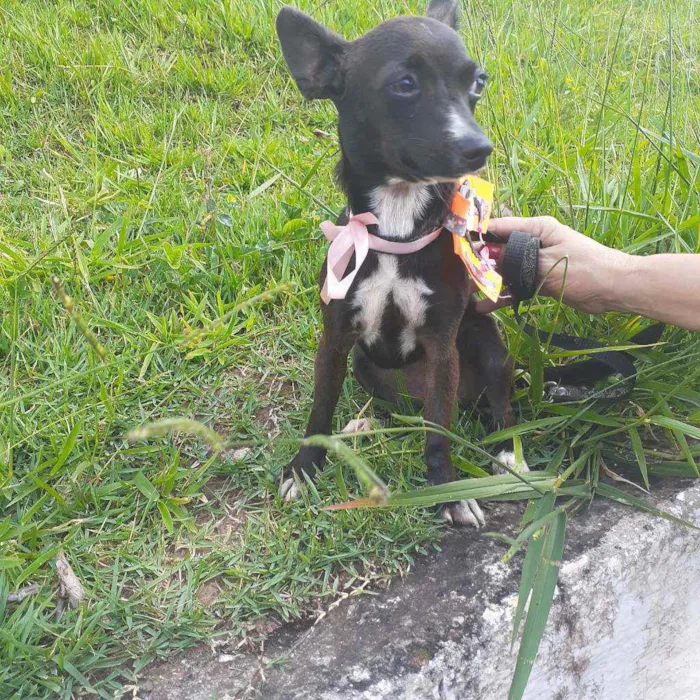 Cachorro ra a Srd idade 1 ano nome Raia