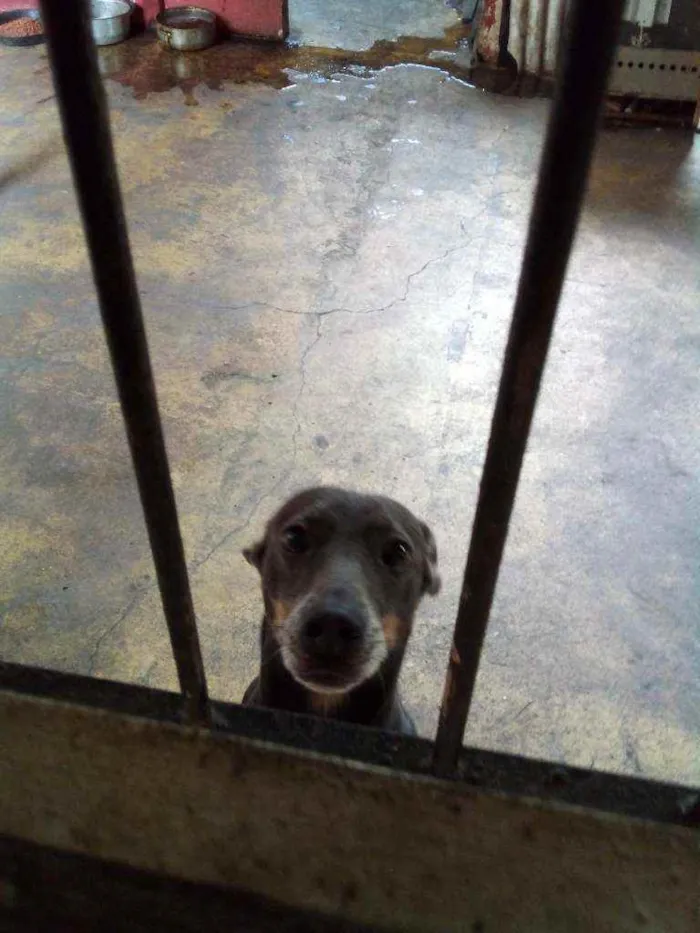 Cachorro ra a Sem raça definida. idade 2 anos nome Nina.