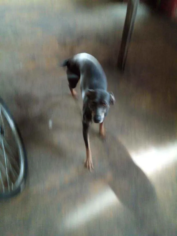 Cachorro ra a Sem raça definida. idade 2 anos nome Nina.