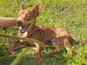 Cachorro raça Srd idade 1 ano nome Lucky