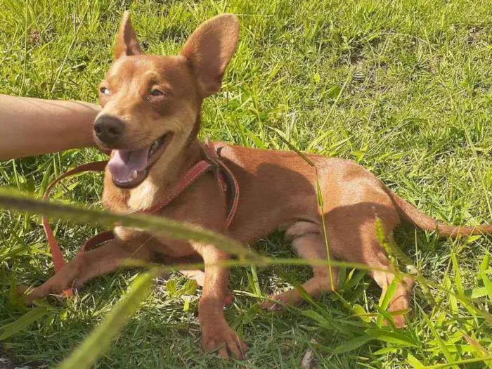 Cachorro ra a Srd idade 1 ano nome Lucky