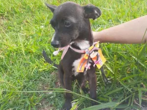 Cachorro raça Srd idade 1 ano nome Raia