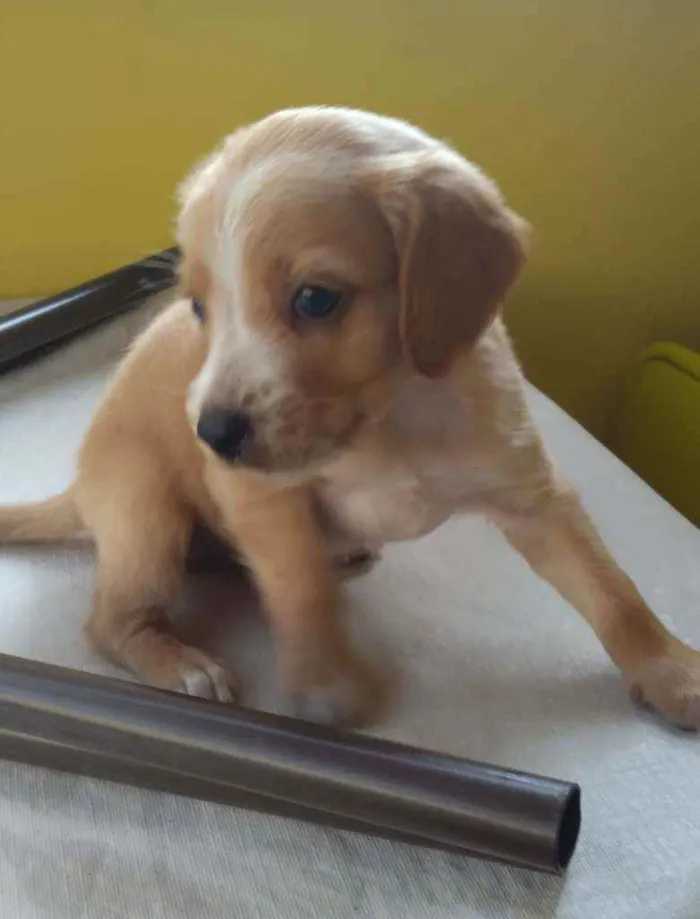 Cachorro ra a sem raça definida idade Abaixo de 2 meses nome sem nome