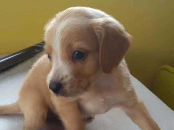 Cachorro ra a sem raça definida idade Abaixo de 2 meses nome sem nome