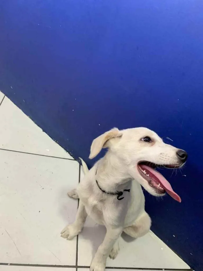 Cachorro raça Sem raça  idade 2 a 6 meses nome Marley