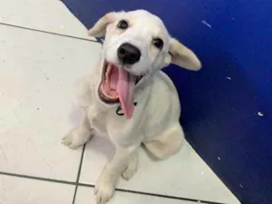 Cachorro raça Sem raça  idade 2 a 6 meses nome Marley