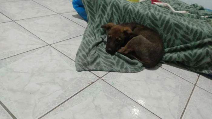 Cachorro ra a SRD idade 2 a 6 meses nome Mila