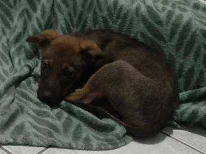 Cachorro ra a SRD idade 2 a 6 meses nome Mila