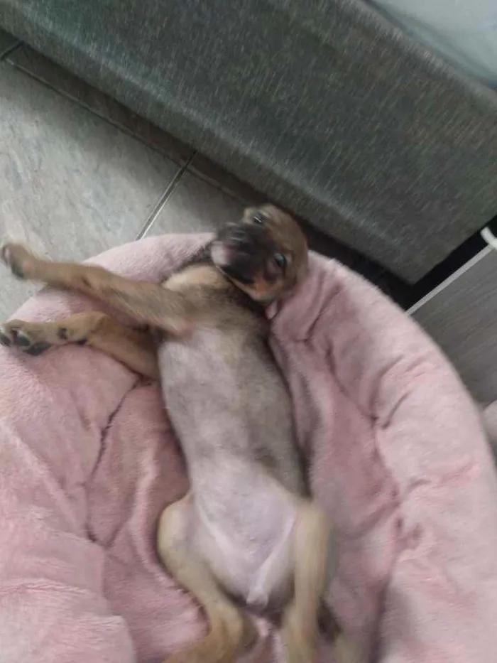Cachorro ra a SRD idade 2 a 6 meses nome Mila