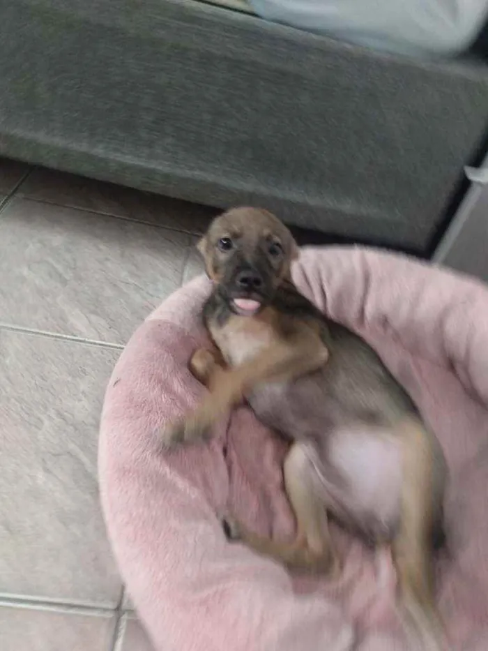 Cachorro ra a SRD idade 2 a 6 meses nome Mila