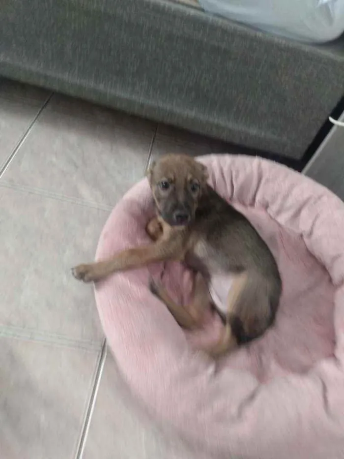 Cachorro ra a SRD idade 2 a 6 meses nome Mila
