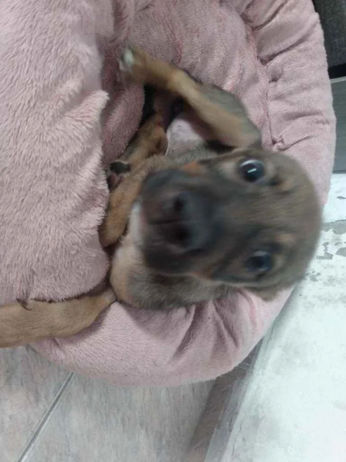 Cachorro ra a SRD idade 2 a 6 meses nome Mila