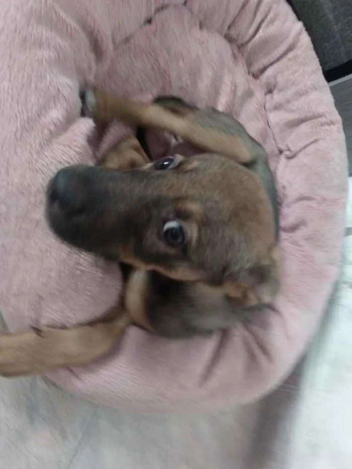Cachorro ra a SRD idade 2 a 6 meses nome Mila