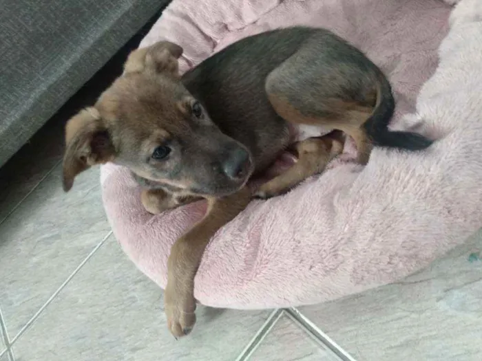 Cachorro ra a SRD idade 2 a 6 meses nome Mila