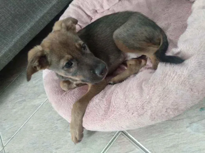 Cachorro ra a SRD idade 2 a 6 meses nome Mila