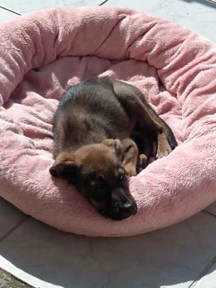 Cachorro ra a SRD idade 2 a 6 meses nome Mila