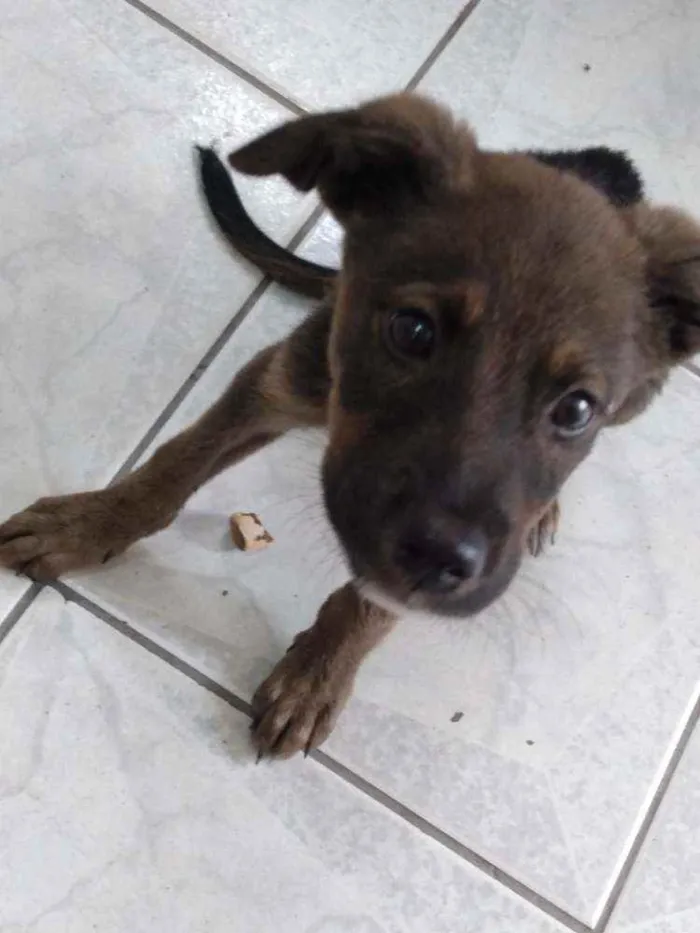 Cachorro ra a SRD idade 2 a 6 meses nome Mila