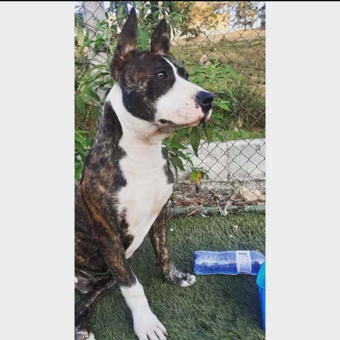 Cachorro raça PITBULL idade 1 ano nome Dobby