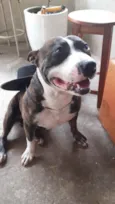 Dobby