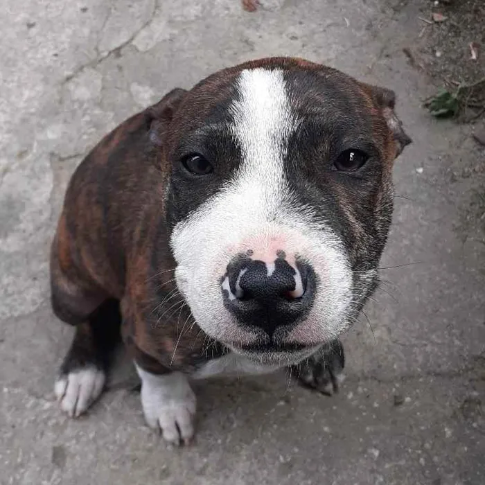 Cachorro raça PITBULL idade 1 ano nome Dobby