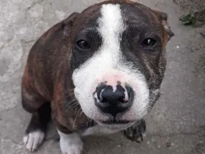 Cachorro raça PITBULL idade 1 ano nome Dobby