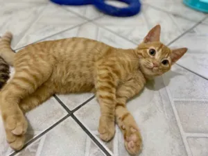 Gato raça SRD idade 2 a 6 meses nome Sushi