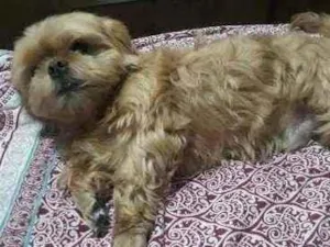 Cachorro raça Shih tzu idade 6 ou mais anos nome Bob