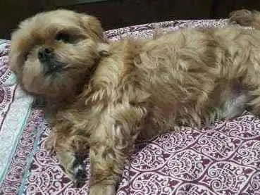 Cachorro ra a Shih tzu idade 6 ou mais anos nome Bob