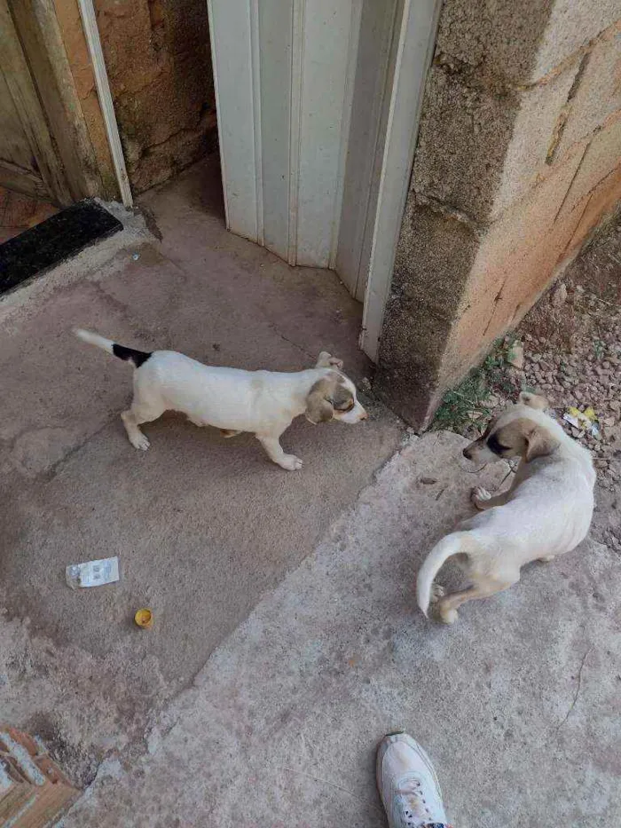 Cachorro ra a Sem raça definida  idade 7 a 11 meses nome Pingo e arteiro