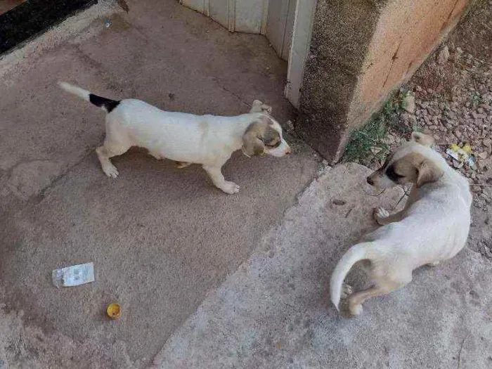 Cachorro ra a Sem raça definida  idade 7 a 11 meses nome Pingo e arteiro