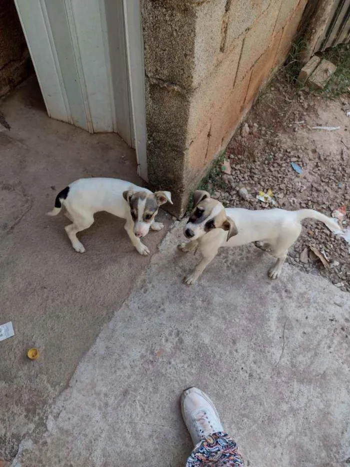 Cachorro ra a Sem raça definida  idade 7 a 11 meses nome Pingo e arteiro