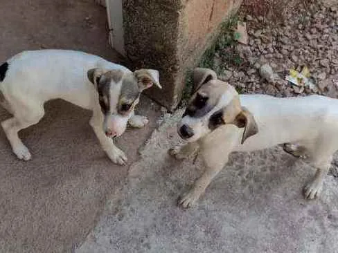 Cachorro ra a Sem raça definida  idade 7 a 11 meses nome Pingo e arteiro