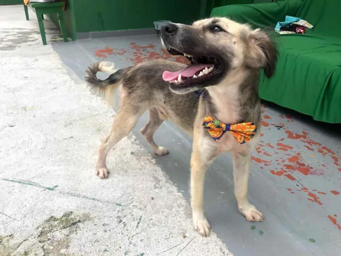 Cachorro raça Sem raça definida  idade 1 ano nome Kazuza 