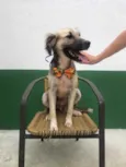 Cachorro raça Sem raça definida  idade 1 ano nome Kazuza 