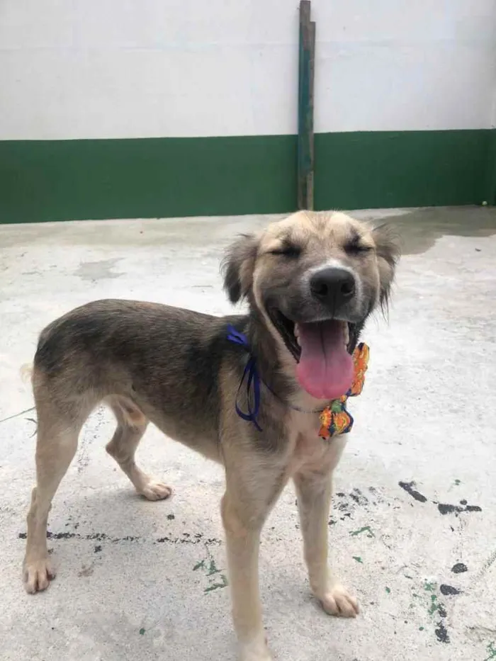 Cachorro raça Sem raça definida  idade 1 ano nome Kazuza 