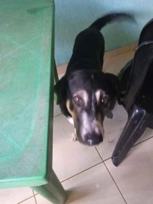 Cachorro raça Misturado idade 6 ou mais anos nome Tufão