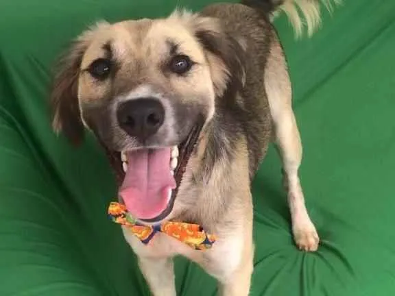 Cachorro raça Sem raça definida  idade 1 ano nome Kazuza 