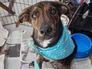 Cachorro raça SRD  idade 2 a 6 meses nome Bisnaga