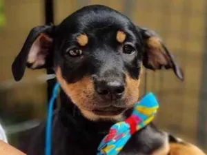 Cachorro raça SRD  idade 2 a 6 meses nome Chia 