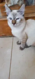 Gato raça Srd idade 2 a 6 meses nome Misha lindo bb3meses