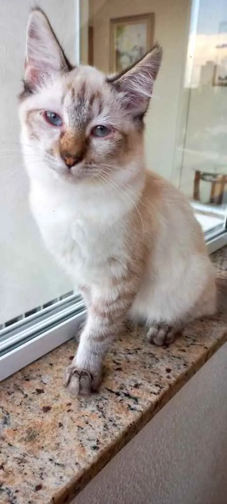 Gato raça Srd idade 2 a 6 meses nome Misha lindo bb3meses