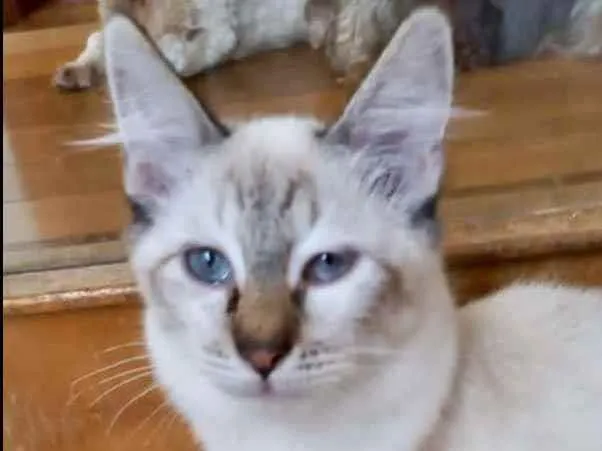 Gato raça Srd idade 2 a 6 meses nome Misha lindo bb3meses