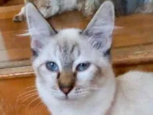 Gato raça Srd idade 2 a 6 meses nome Misha lindo bb3meses