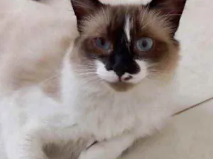 Gato raça Srd idade 7 a 11 meses nome Kitty Linda 11meses 