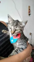 Gato raça Srd idade 2 a 6 meses nome Tutti bb 3 meses 