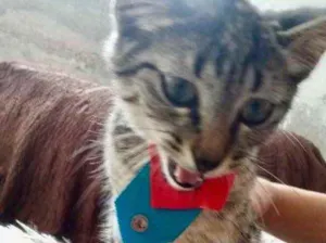 Gato raça Srd idade 2 a 6 meses nome Tutti bb 3 meses 