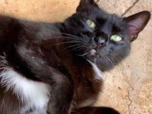 Gato raça Srd idade 1 ano nome Luna Linda 1aninho 