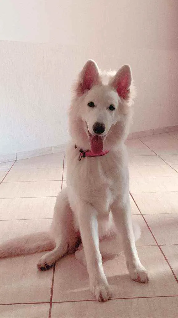 Cachorro raça Pastor Suiço idade 2 a 6 meses nome Lina